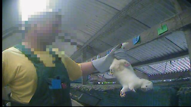 kadr z filmu Stowarzyszenia Otwarte Klatki