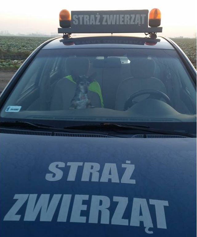 fot. Help Animals Kalisz