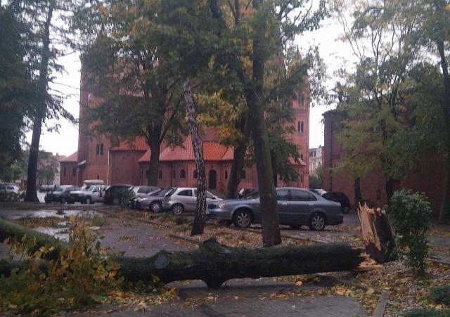 na fot.: powalone drzewo w sąsiedztwie ostrowskiej konkatedry