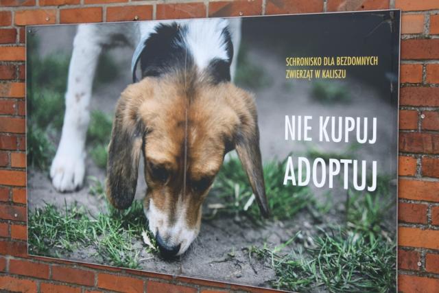 fot. GazetaKaliska.pl