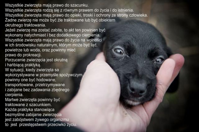 Dołączona grafika