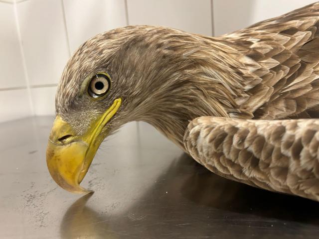 fot. Fundacja Skrzydła Lasu