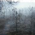 fot.: OSP Brzeziny