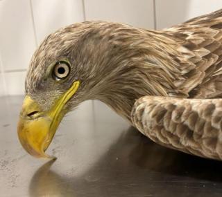 fot. Fundacja Skrzydła Lasu